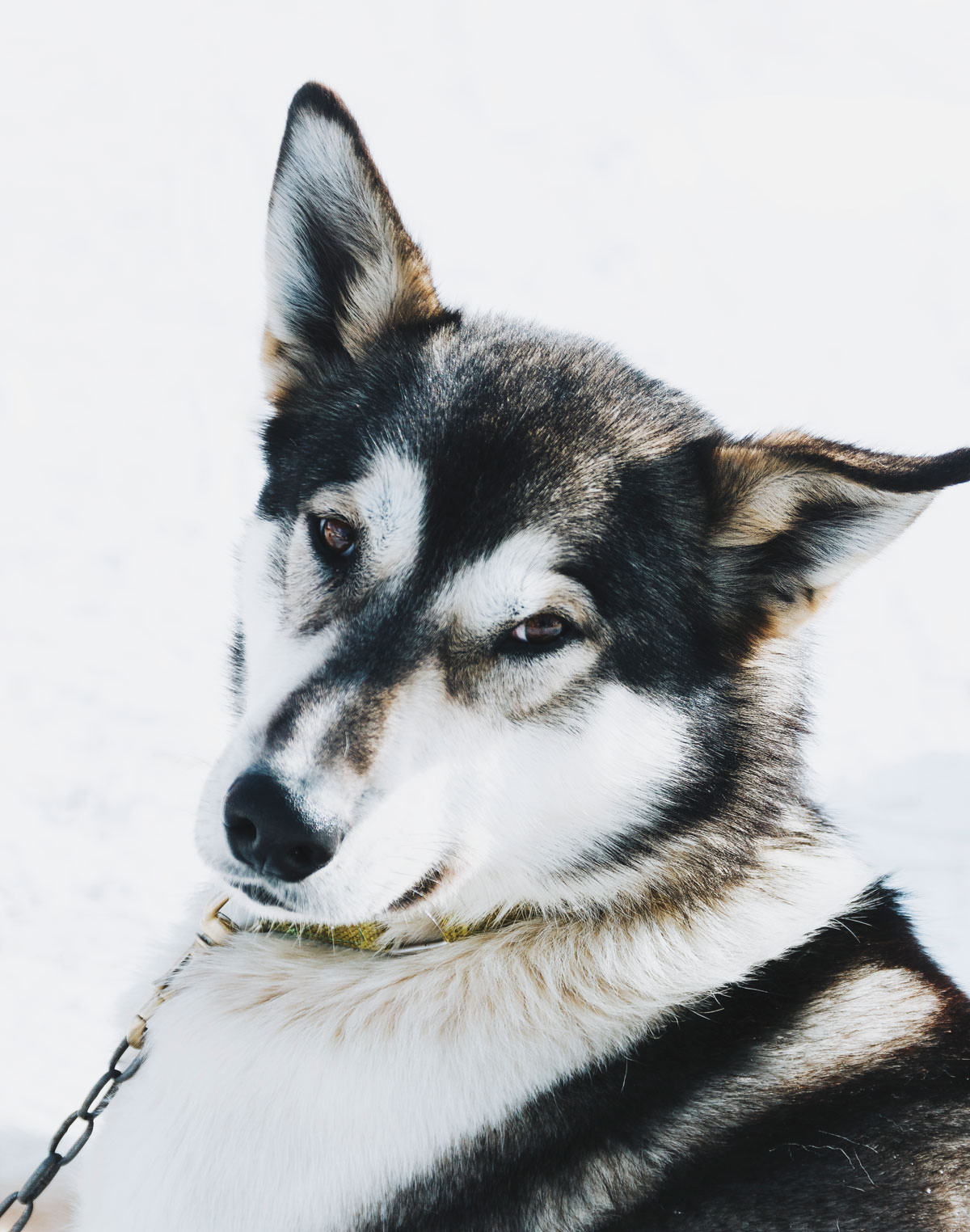 Hundeslæde med Huskies i Hovden Norge