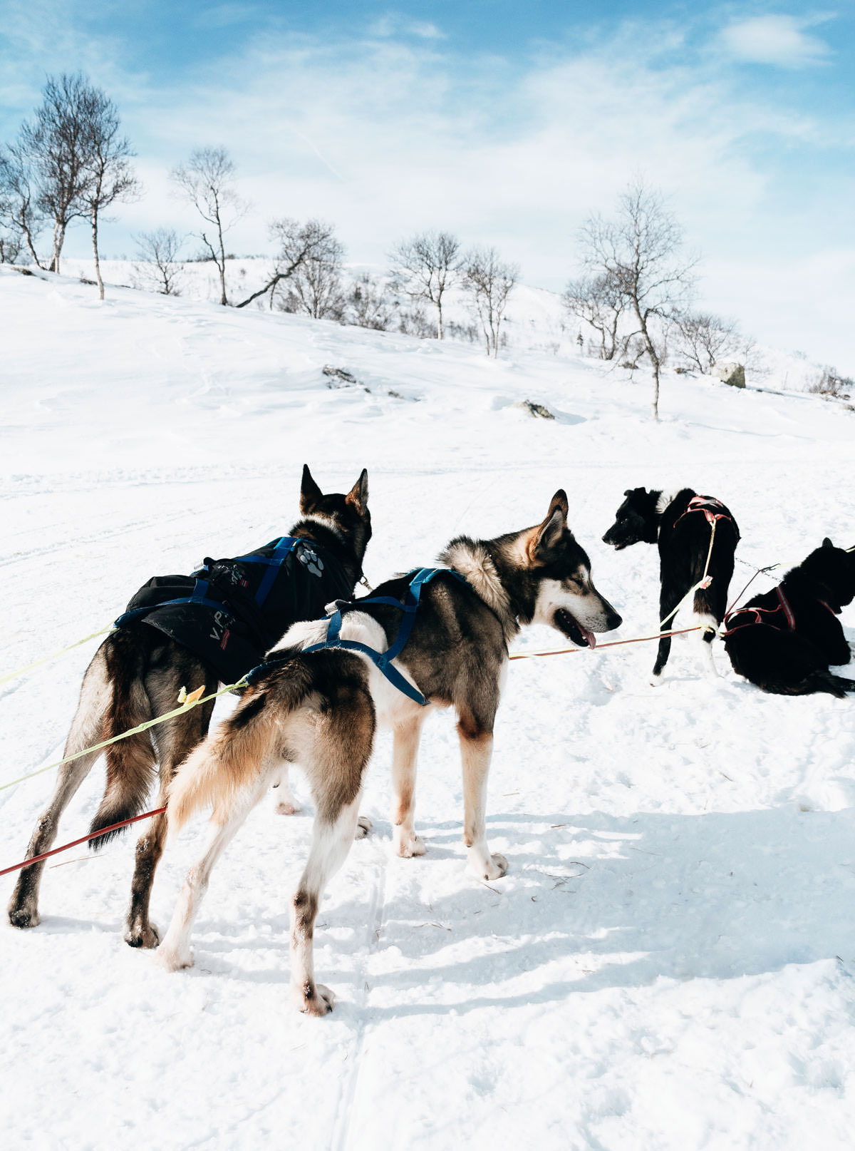 Hundeslæde med Huskies i Hovden Norge