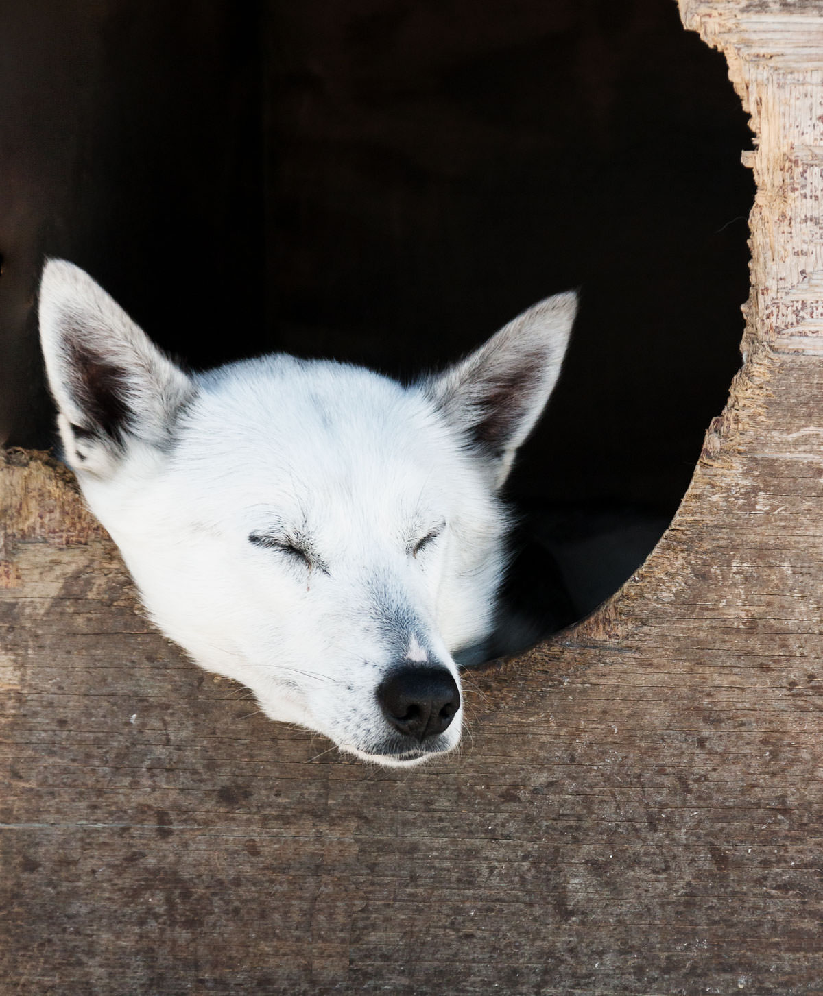 Hundeslæde med Huskies i Hovden Norge