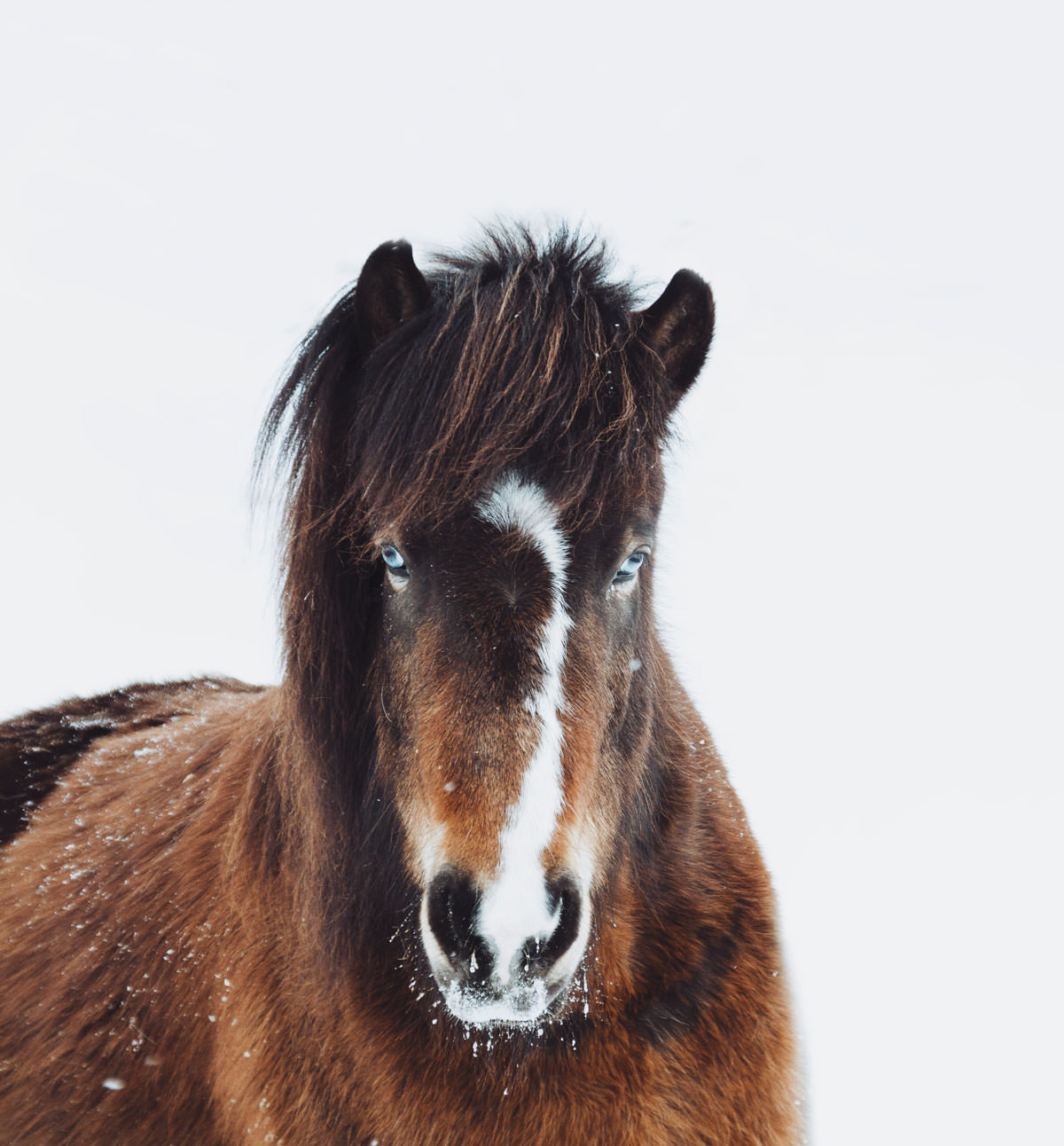 Hovden Fjellgård islandsk hest Norge