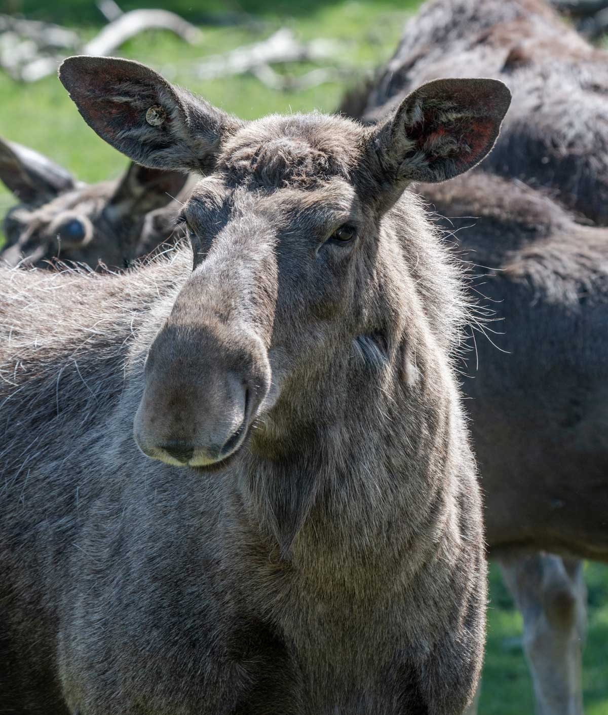 Moose safari in Skullaryd Älgpark