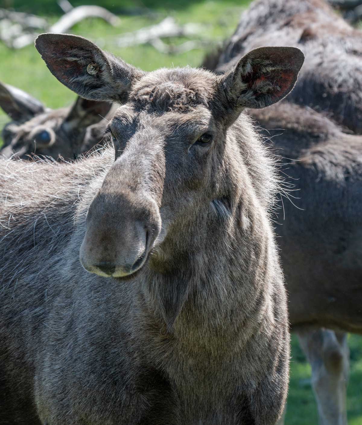 Elge i Småland Sverige / Skullaryd Elgpark