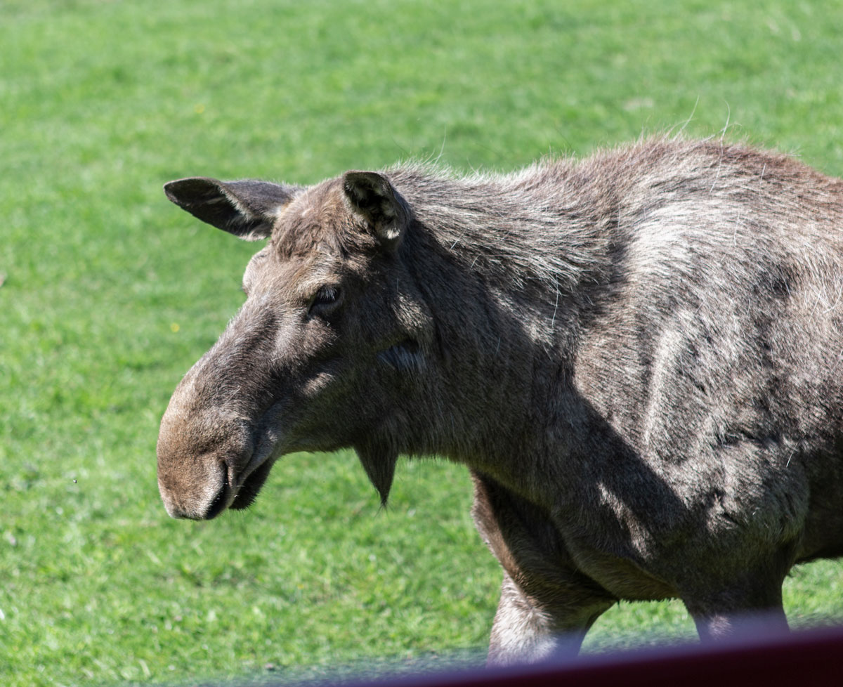 Moose safari in Skullaryd Älgpark