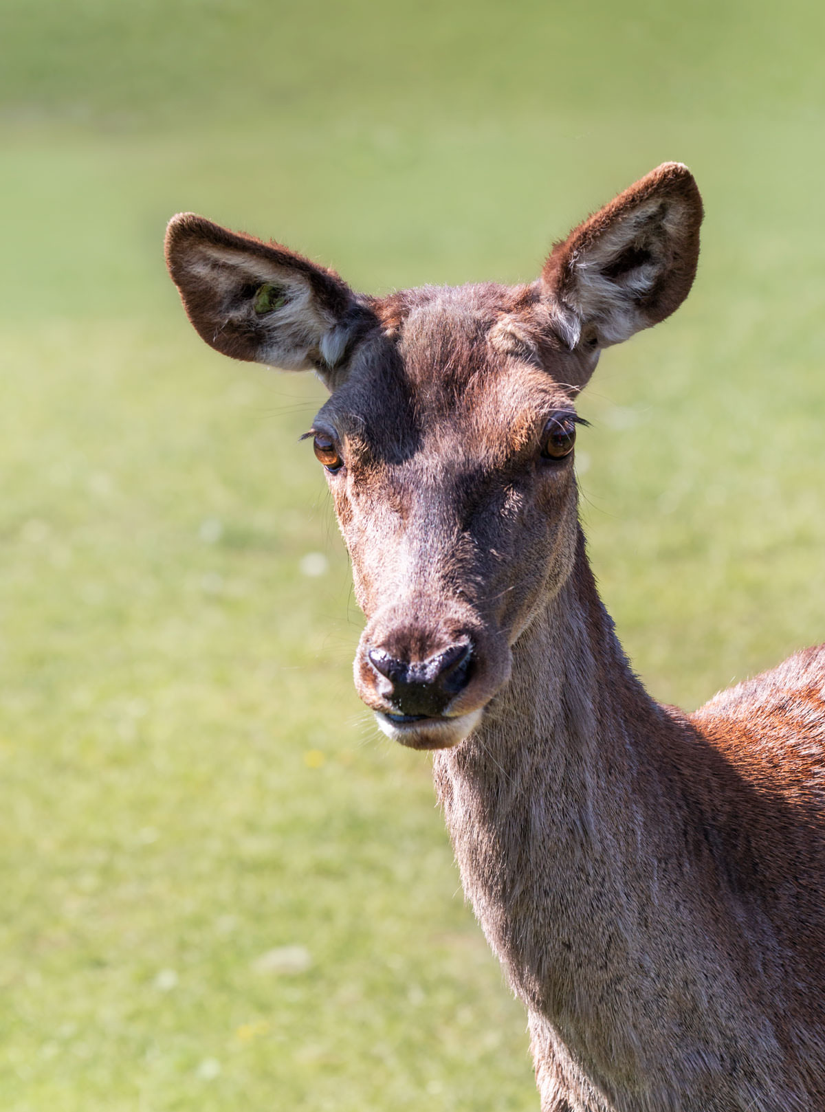 Moose safari in Skullaryd Älgpark