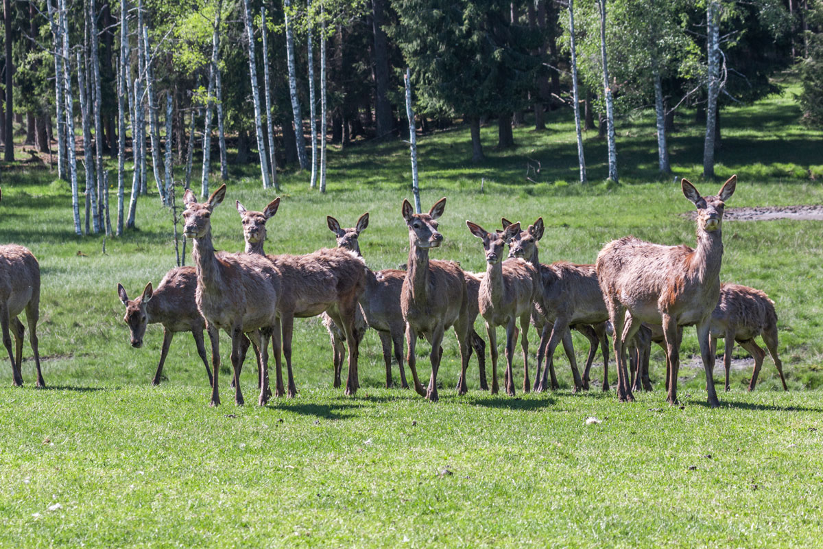 Skullaryd Elgpark i Småland Sverige / kronhjorte