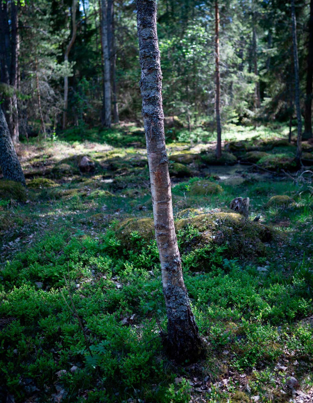 Västerviks Skærgård i Småland - Hasselö