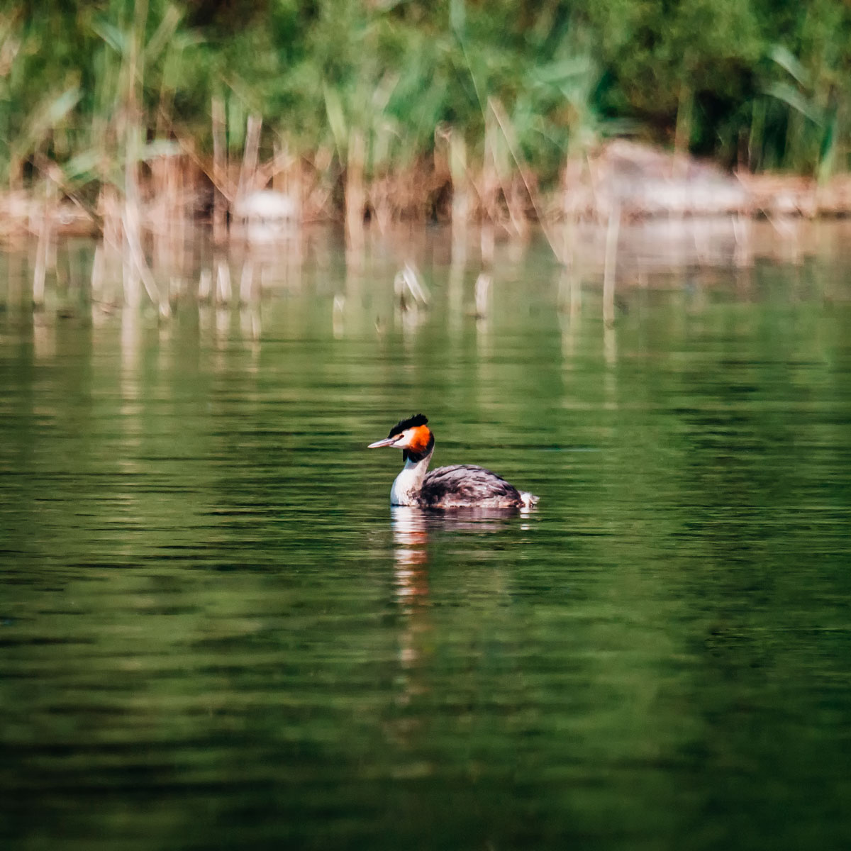 Nature attractions in Småland, Sweden – Åsnen National Park and Little Rock Lake