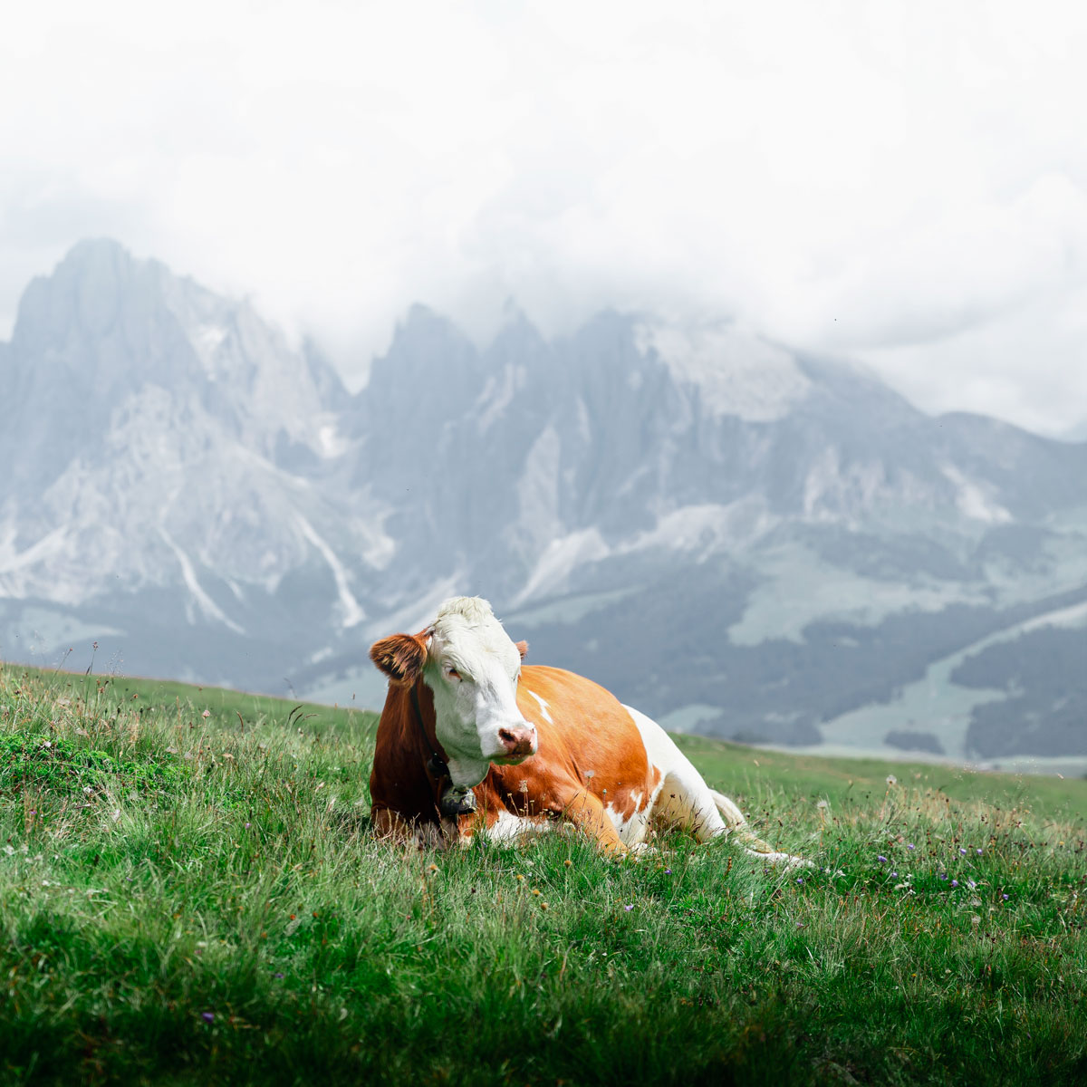 Dolomitterne: Vandring på Alpe Di Siusi / Seiser Alm