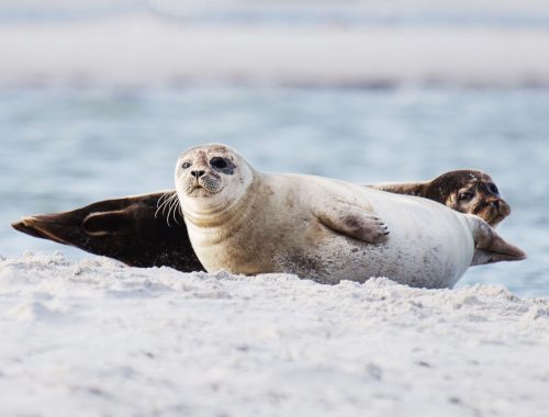 Falsterbo: Sæler i Måkläppen naturreservat