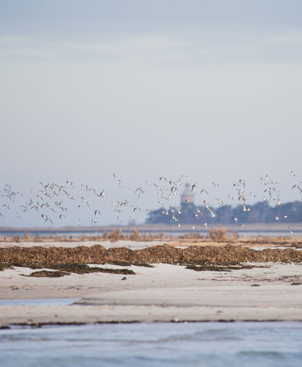 Falsterbo: Sæler i naturreservatet Måkläppen