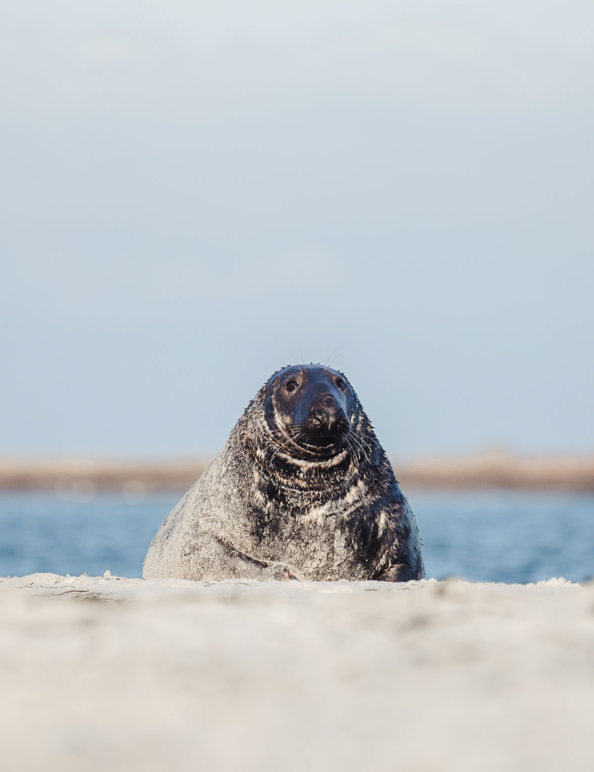 Gråsæler i Falsterbo naturreservat 