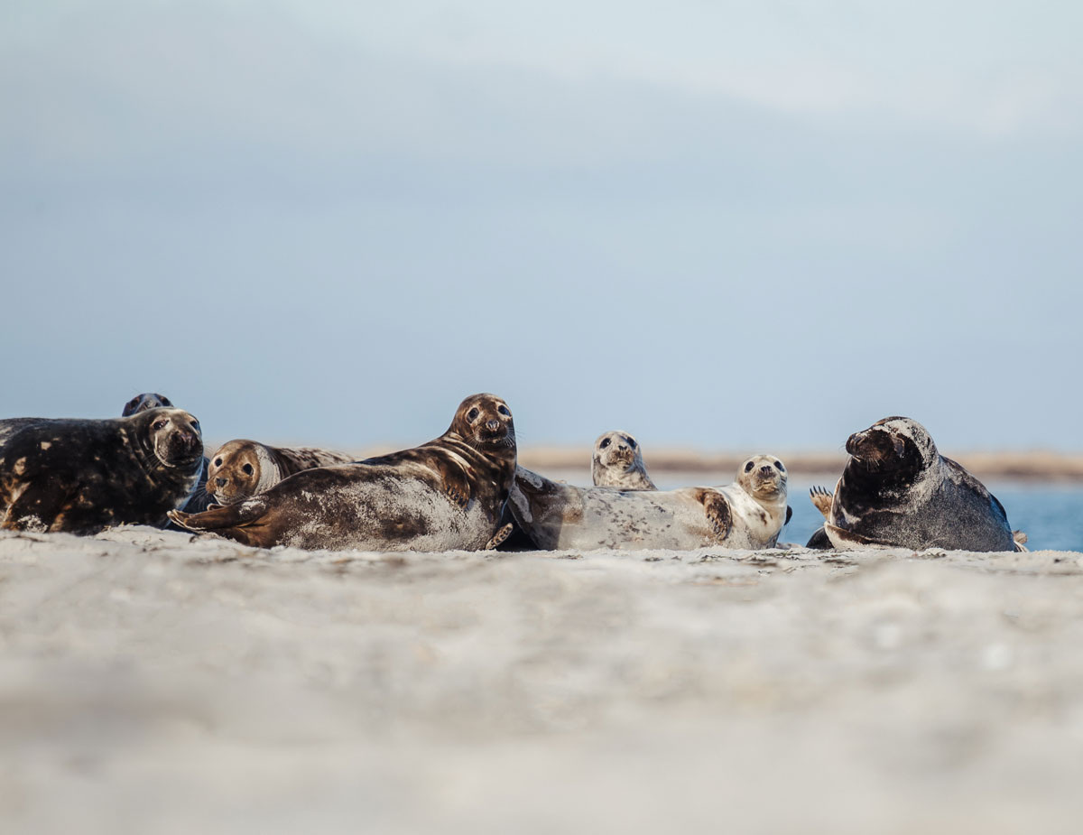 Gråsæler i Falsterbo naturreservat 