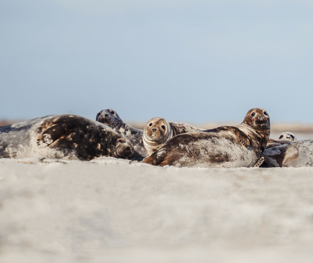 Gråsæler i Falsterbo naturreservat 