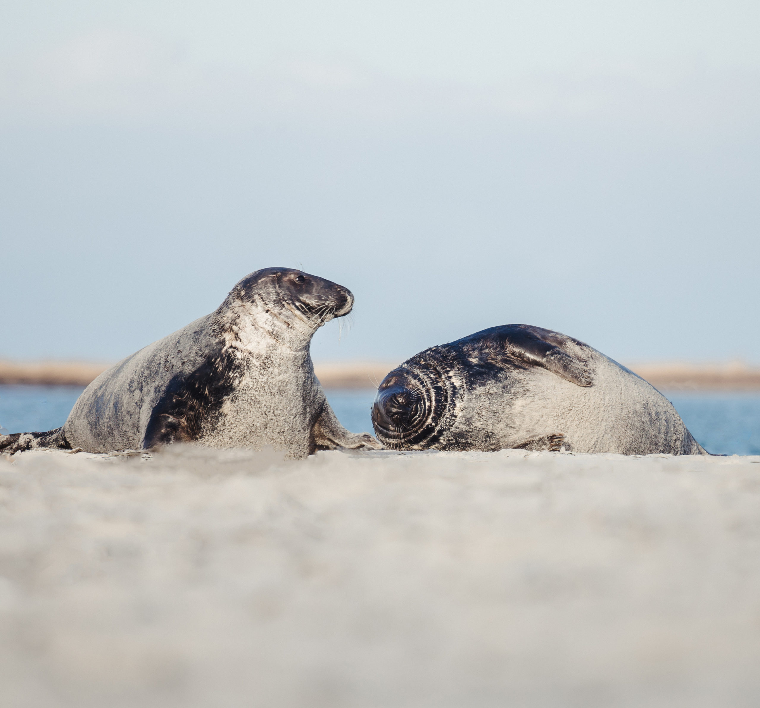 Gråsæler i Falsterbo naturreservat 