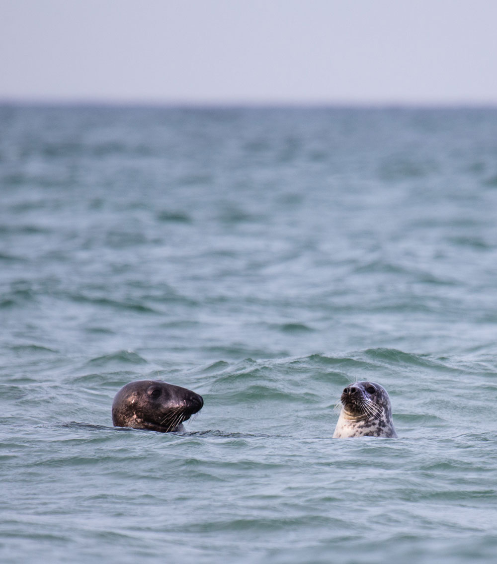 Falsterbo: Sæler i naturreservatet Måkläppen