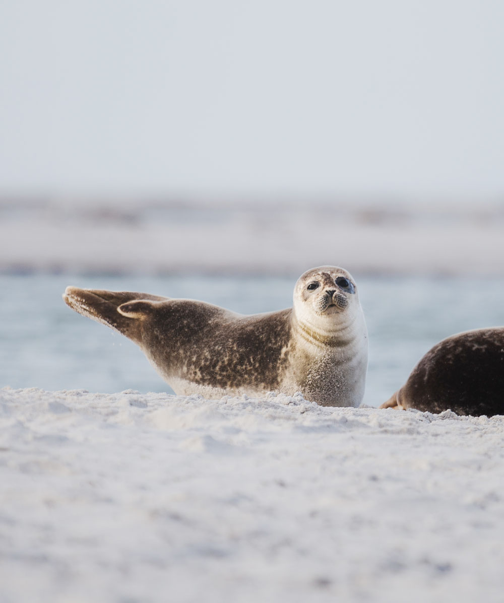 Falsterbo: Sæler i naturreservatet Måkläppen