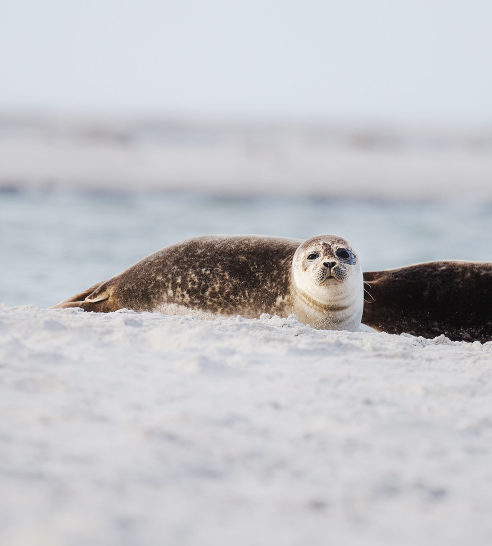 Falsterbo: Sæler i naturreservatet Måkläppen