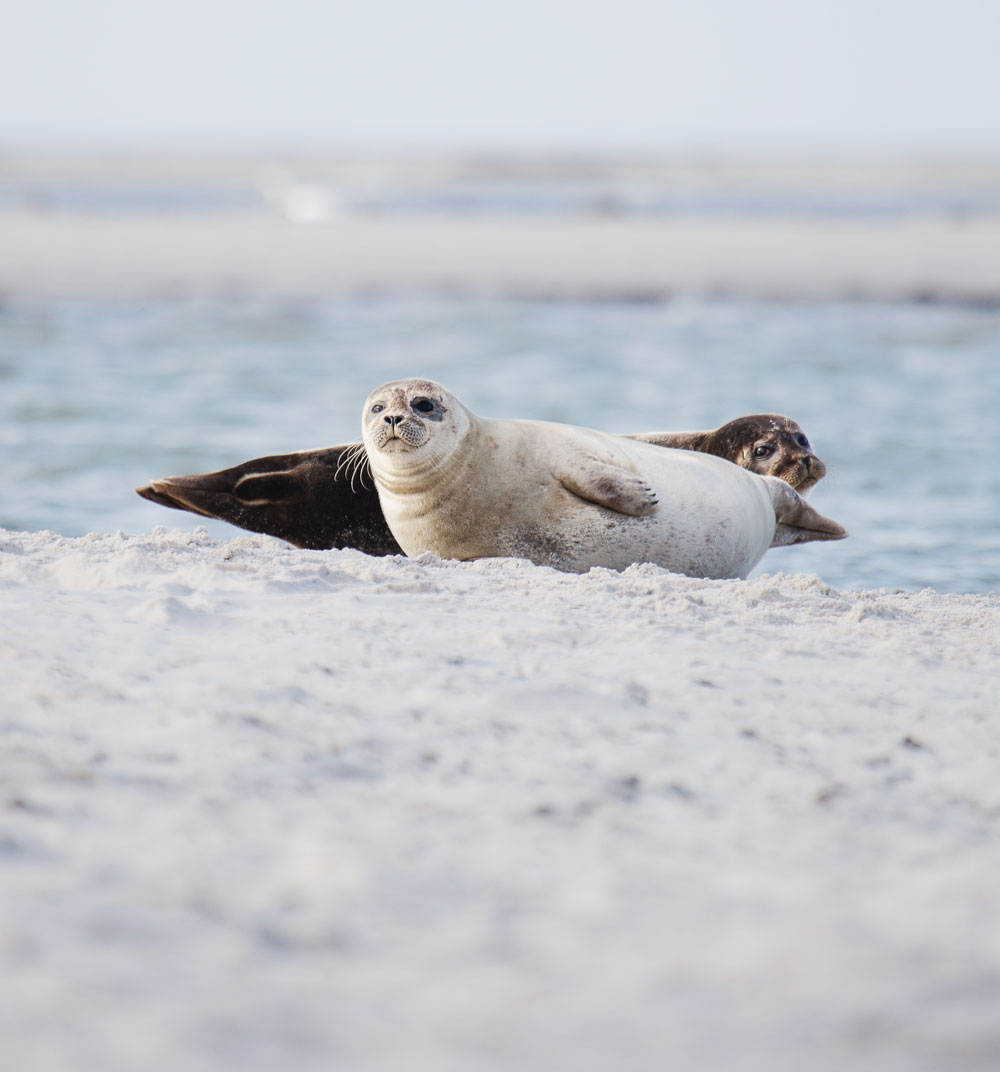 Sæler i naturreservatet Måkläppen ved Falsterbo