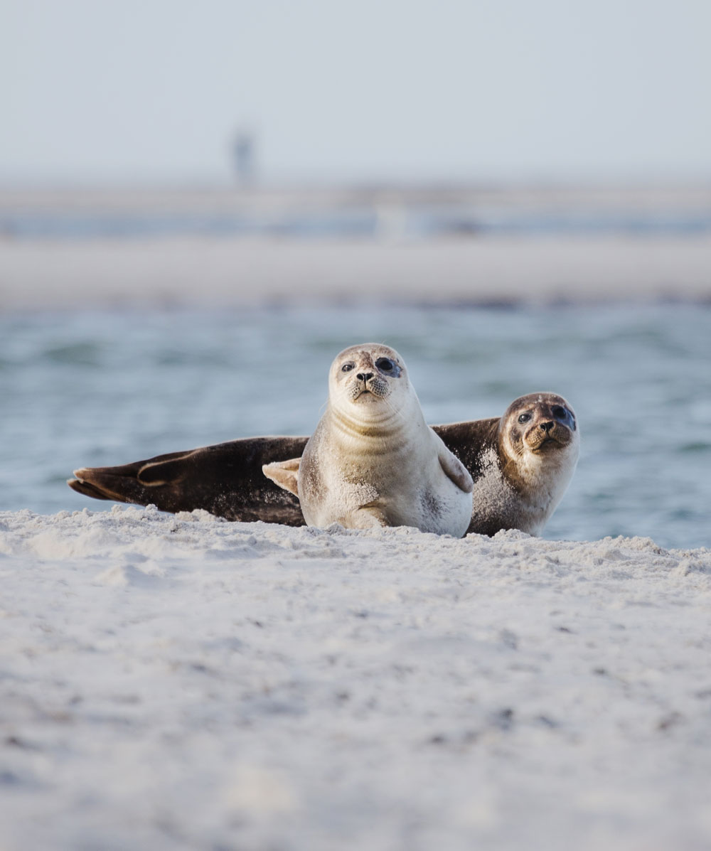 Falsterbo: Sæler i naturreservatet Måkläppen