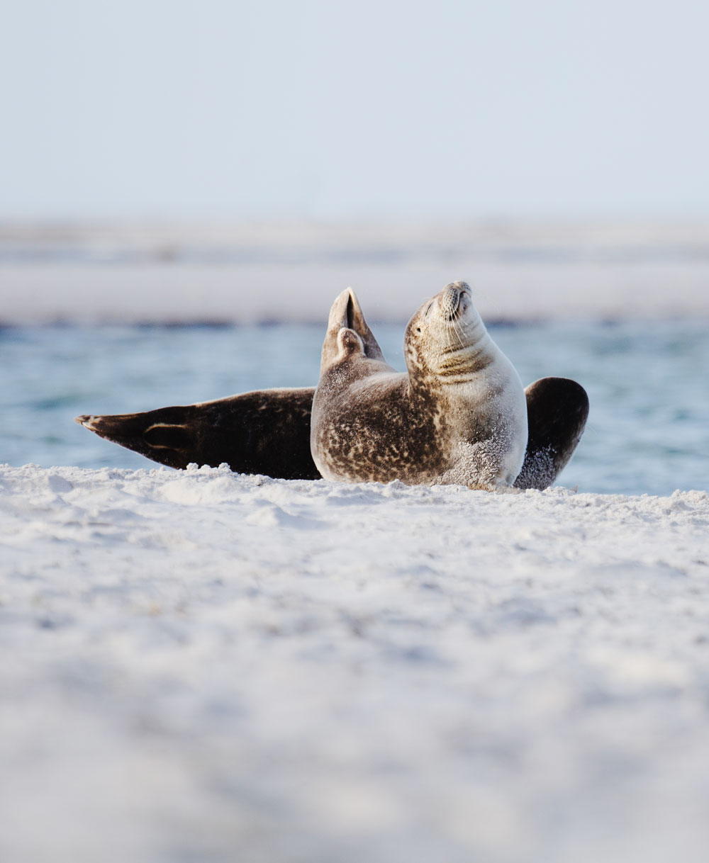 Falsterbo: Sæler i naturreservatet Måkläppen