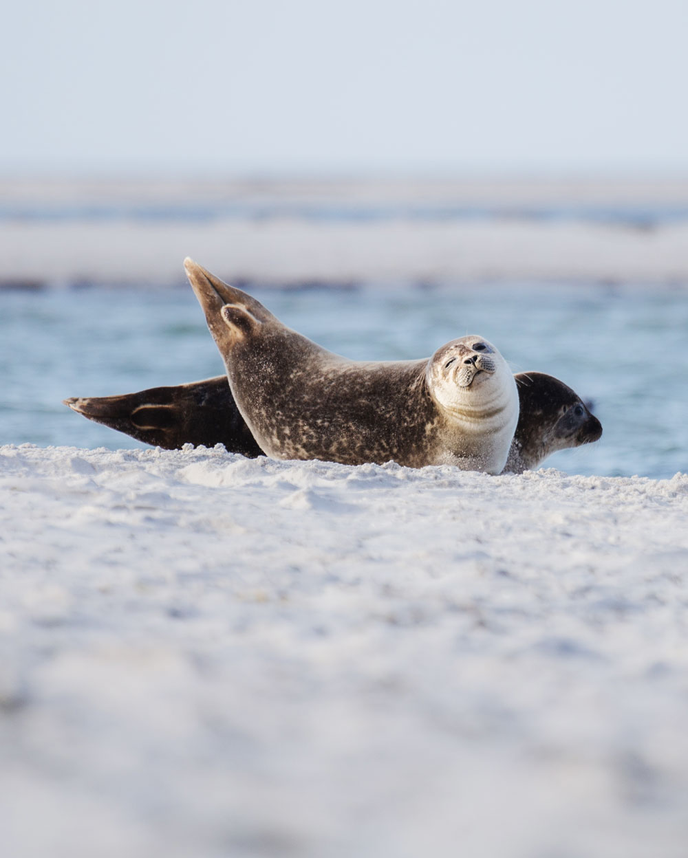 Falsterbo: Sæler i naturreservatet Måkläppen