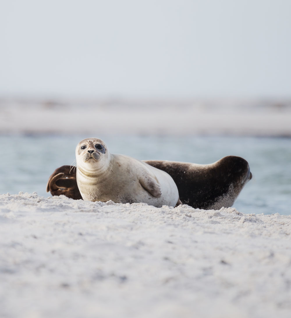 Falsterbo: Sæler i naturreservatet Måkläppen