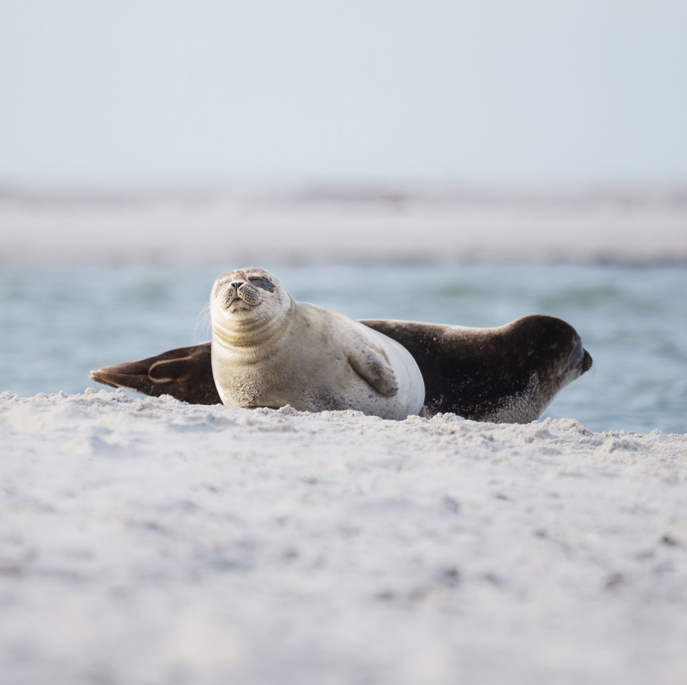 Falsterbo: Sæler i naturreservatet Måkläppen