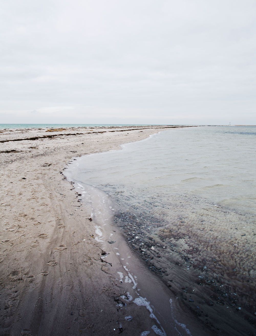 Falsterbo: Sæler i naturreservatet Måkläppen