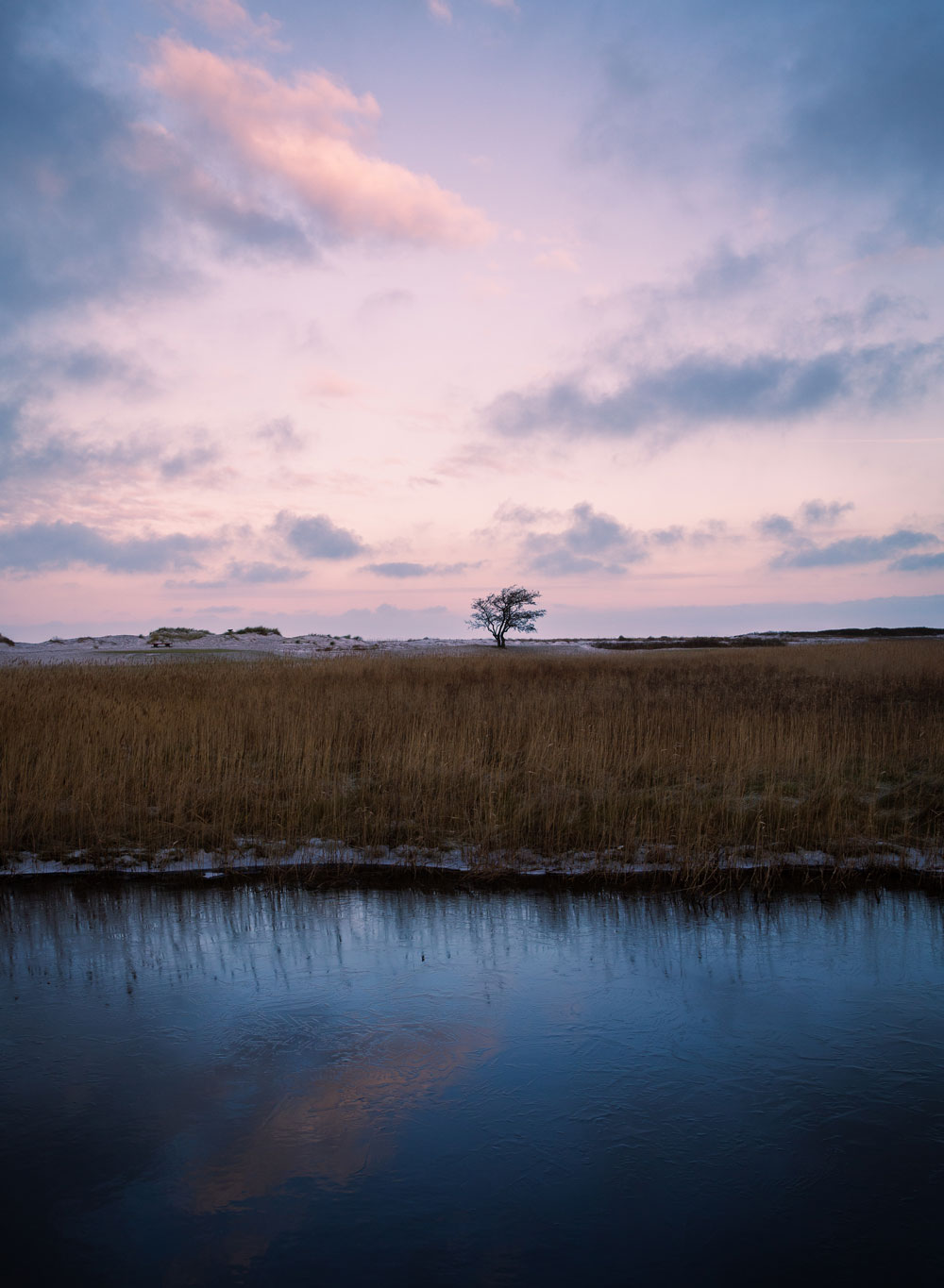 Falsterbo: Sæler i naturreservatet Måkläppen