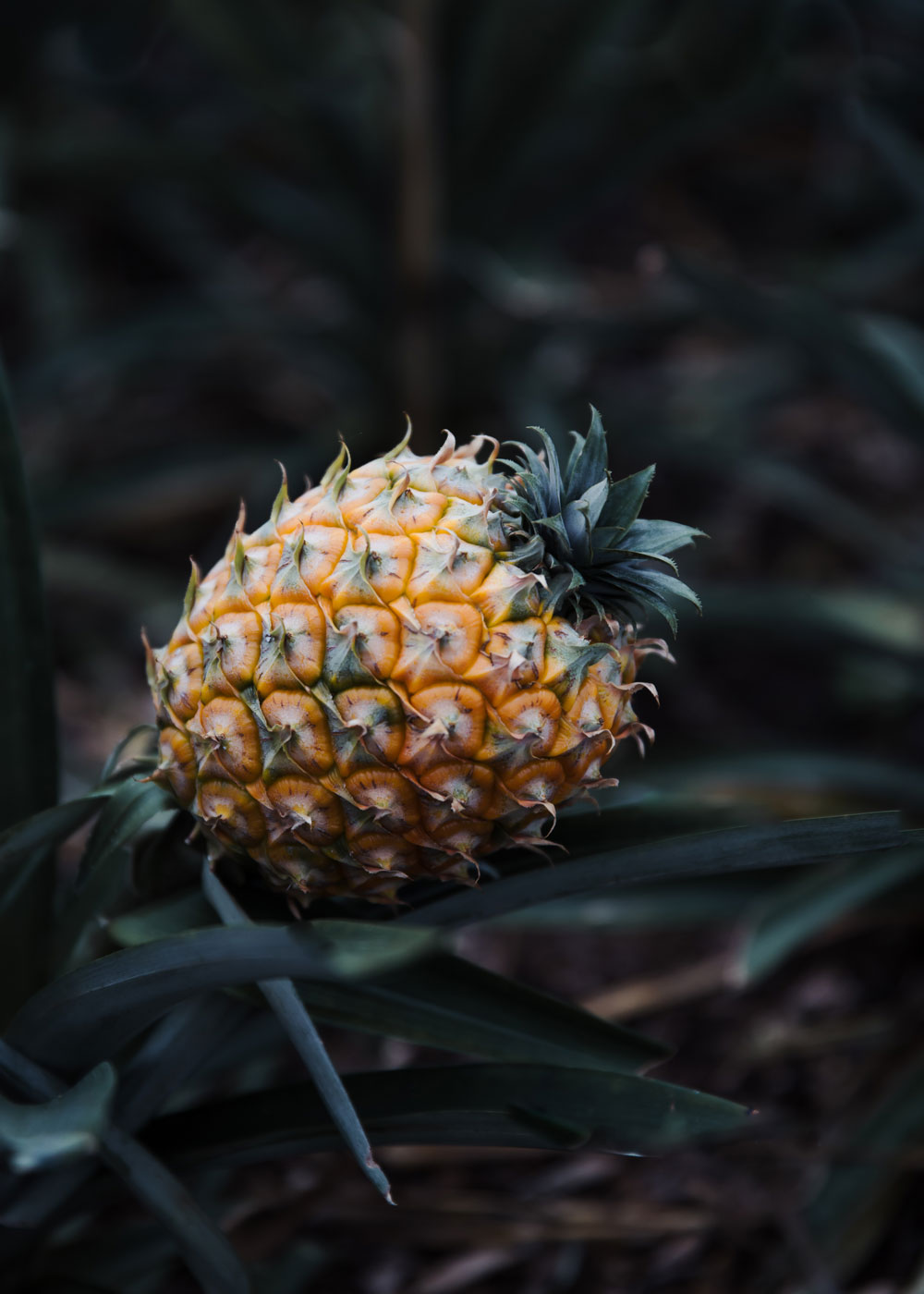 Visiting a pineapple plantation in Ponta Delgada