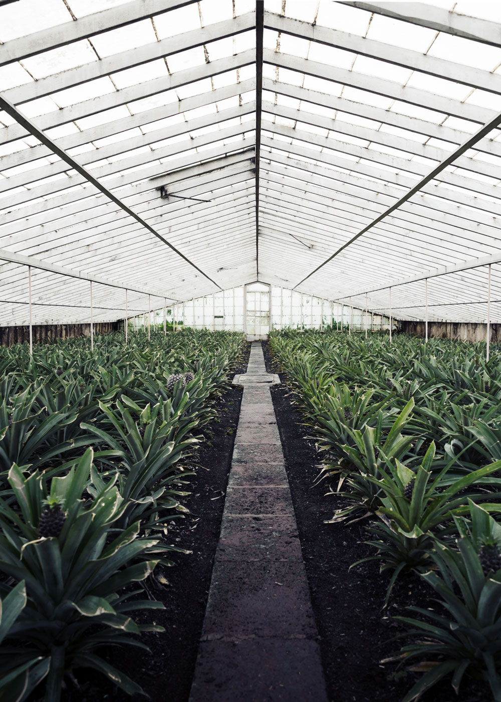 Visiting a pineapple plantation in Ponta Delgada