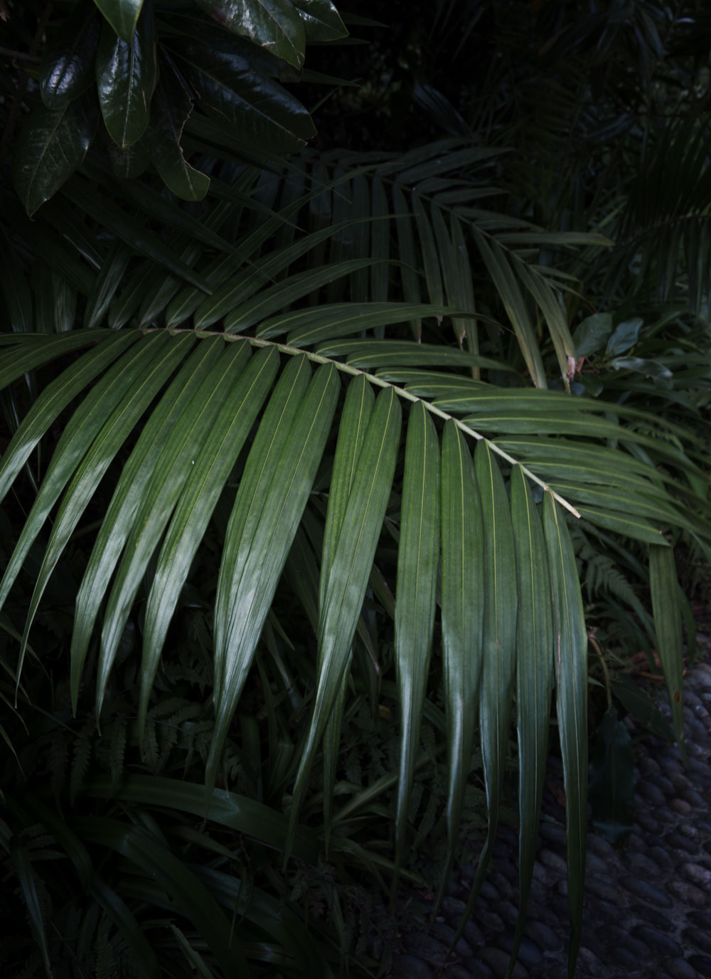 Terra Nostra Botanical Garden