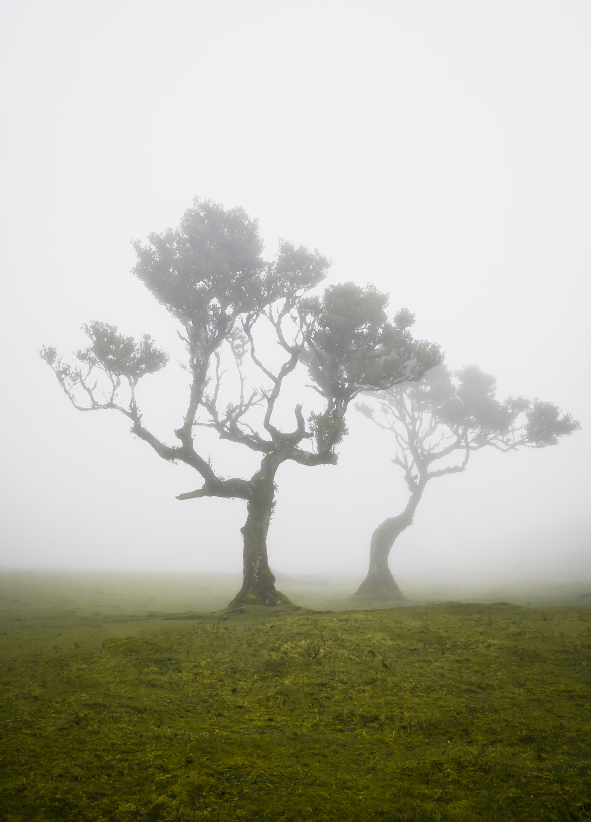 Fanal Madeira: The ancient Laurisilva forest