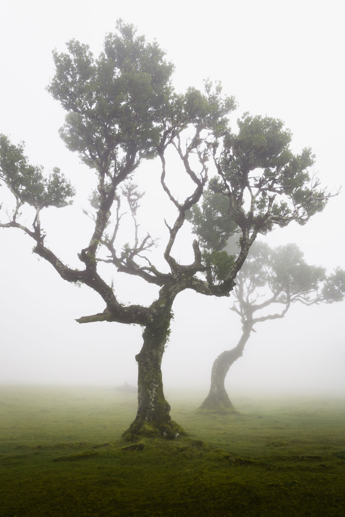 Fanal Madeira: The ancient Laurisilva forest