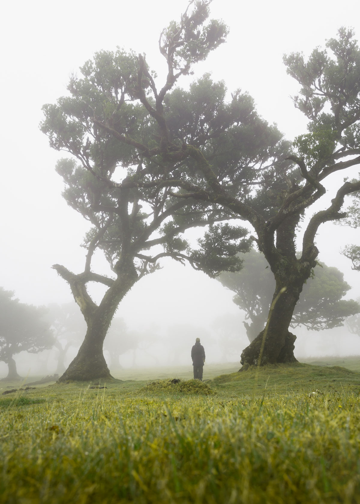 Fanal Madeira: The ancient Laurisilva forest