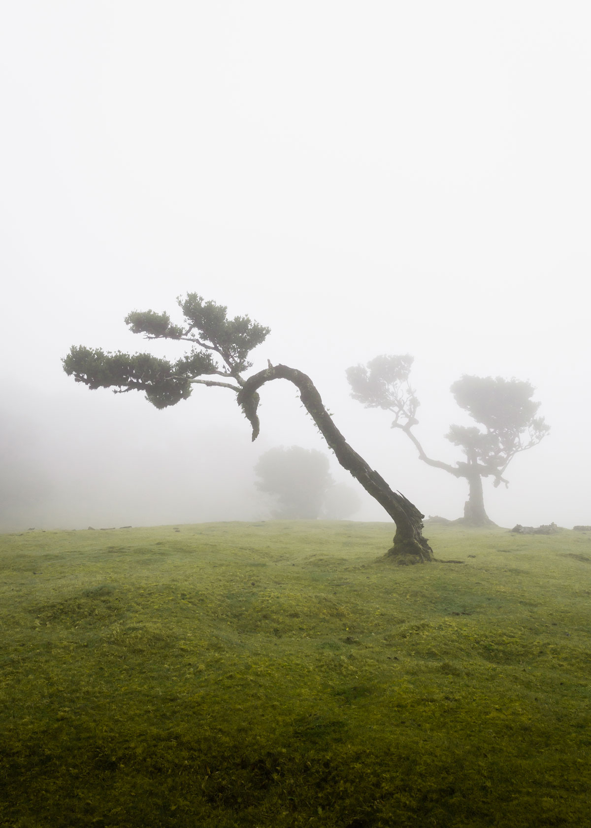 Fanal Madeira: The ancient Laurisilva forest