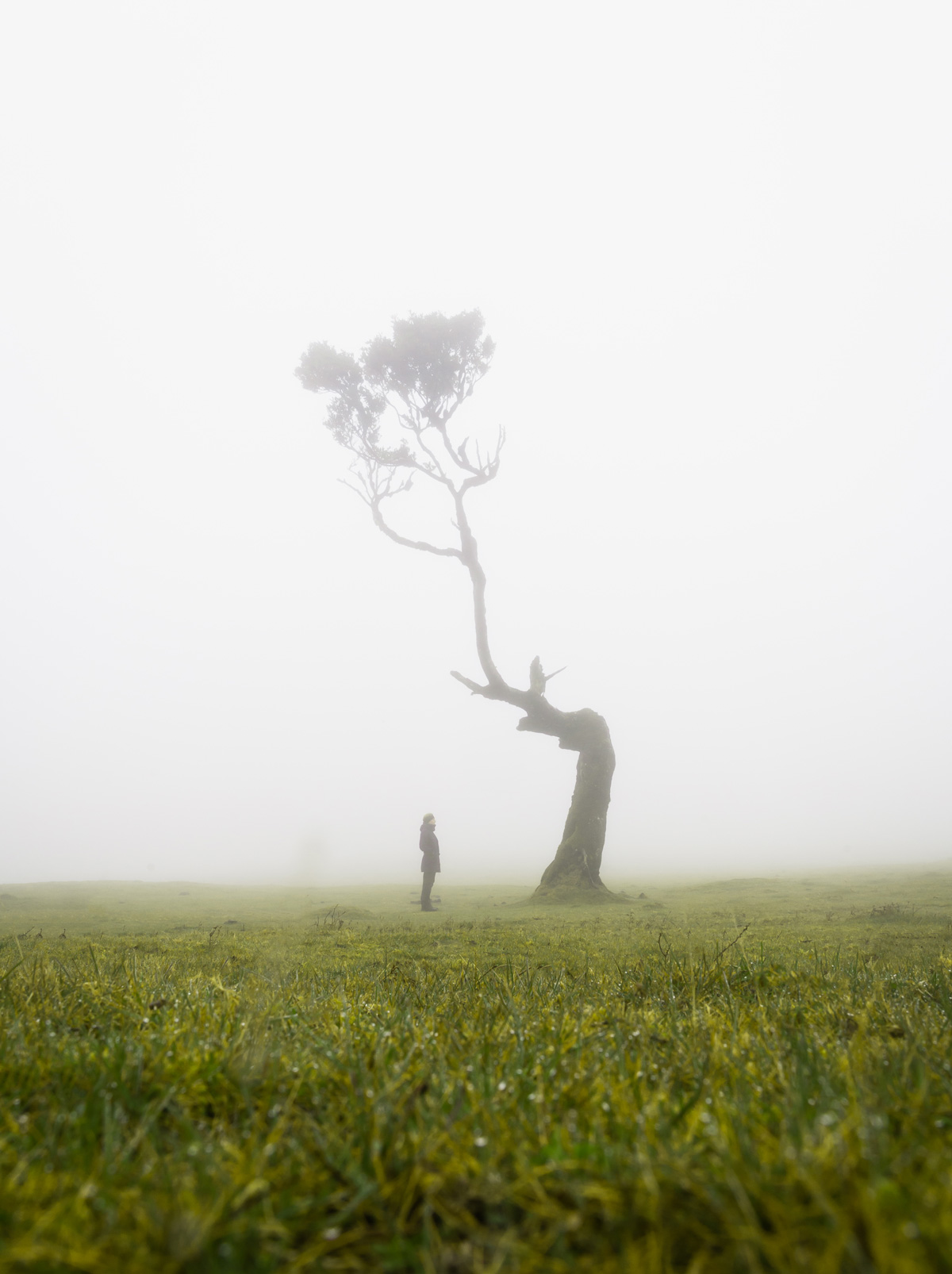 Fanal Madeira: The ancient Laurisilva forest