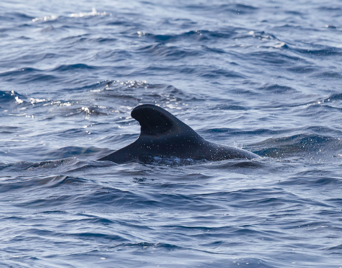 Madeira hvalsafari