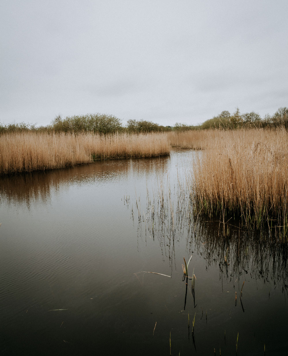 Vandretur på Sjælland: Ellemosen