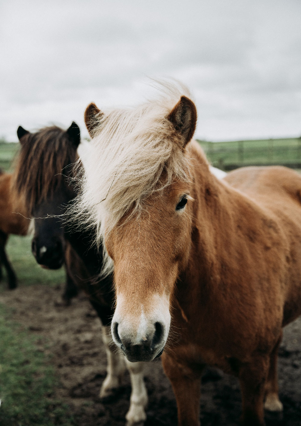Vandretur på Sjælland: Heste
