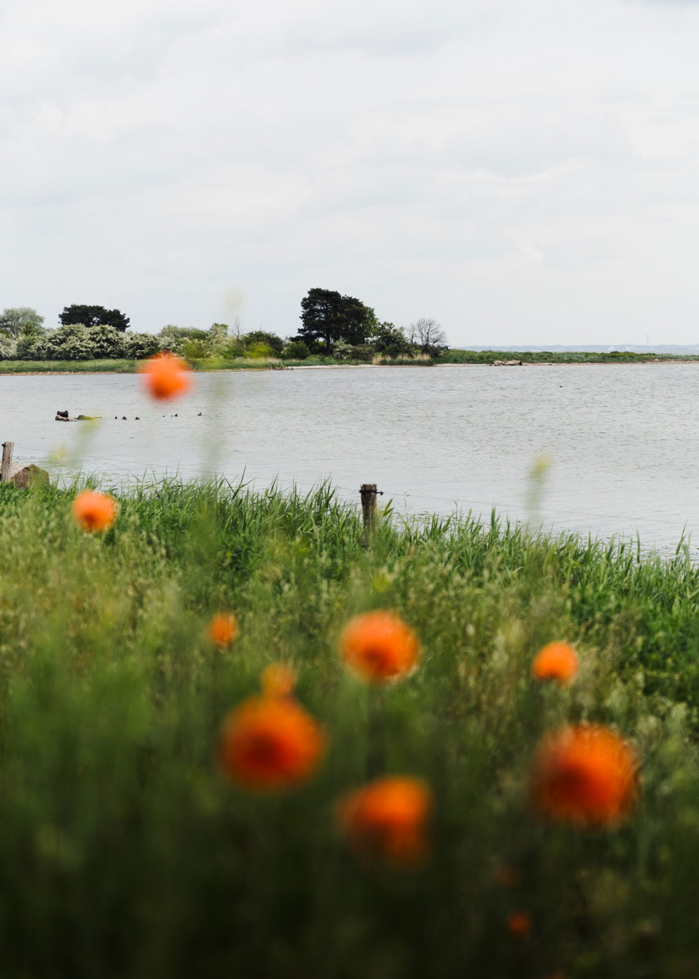 Cycling holiday in Denmark / Nivå salt meadows