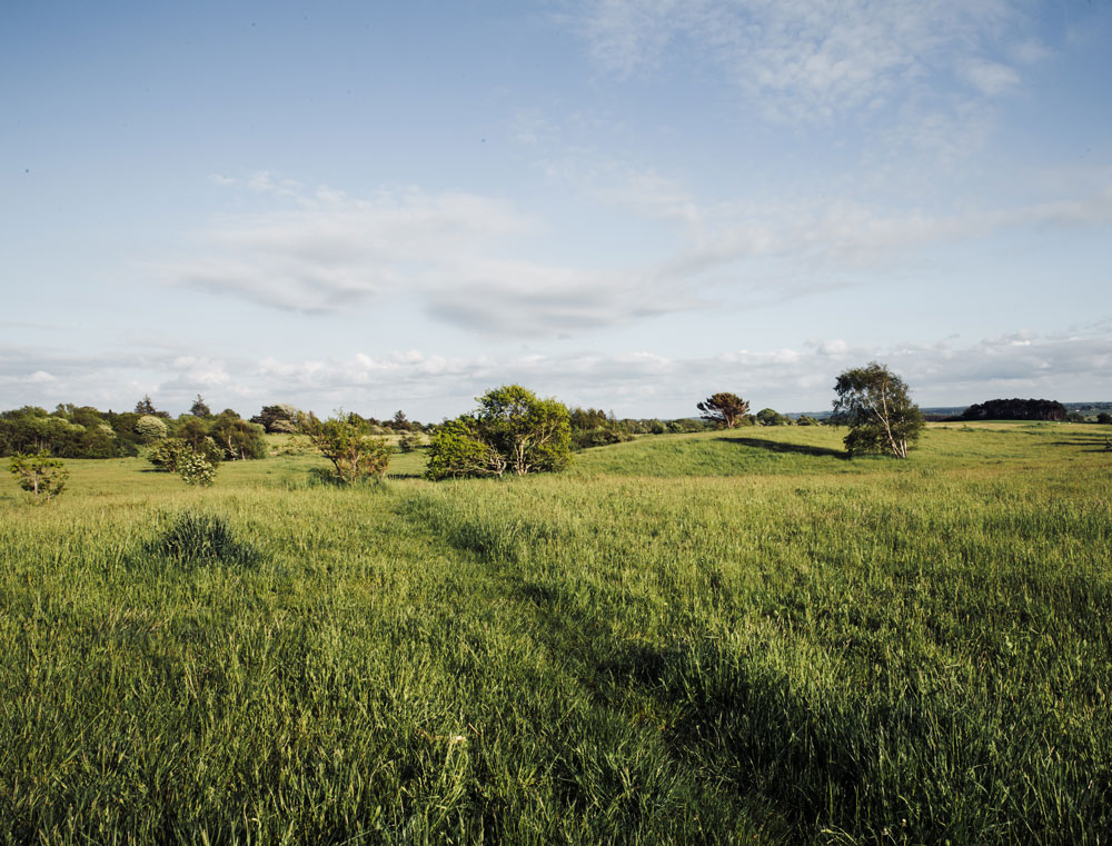 Meadow at Gilbjerghoved