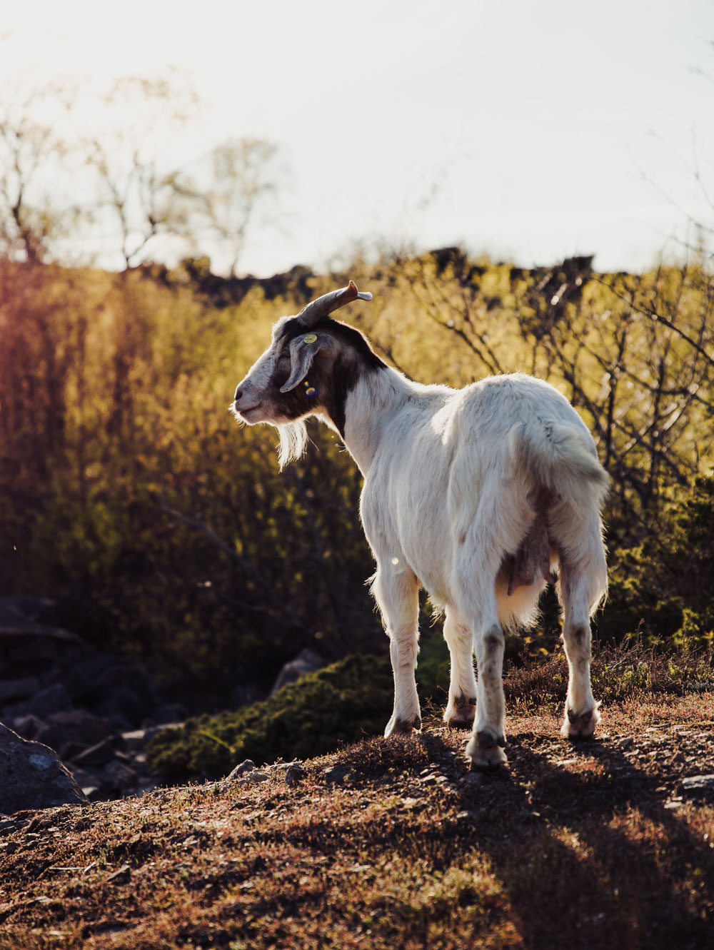 Hammerknuden - vandreture på Bornholm