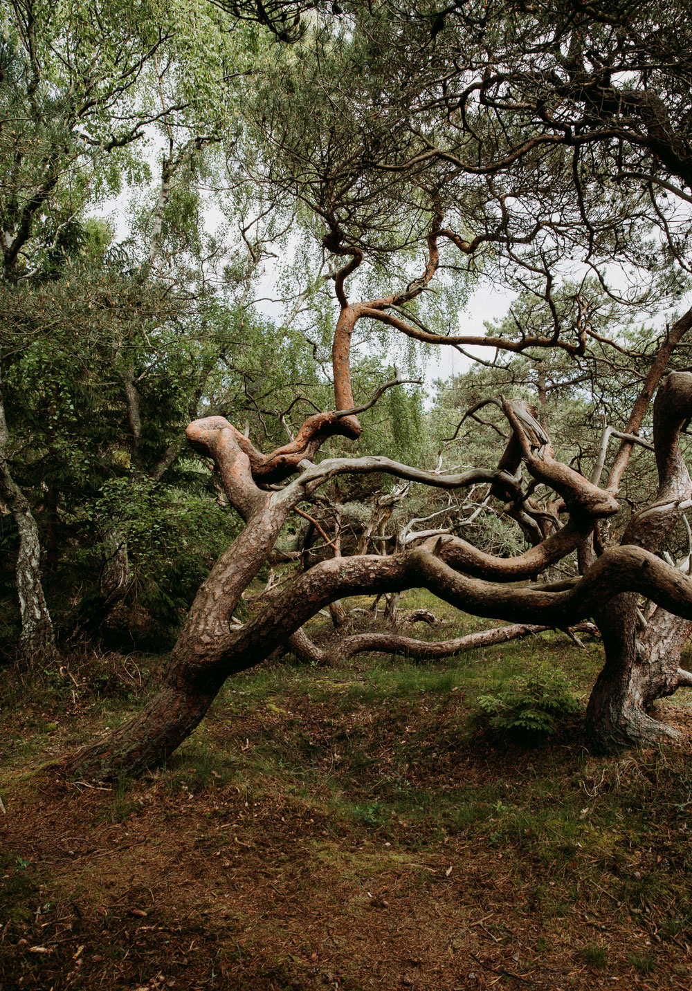 Troldeskoven - the troll forest