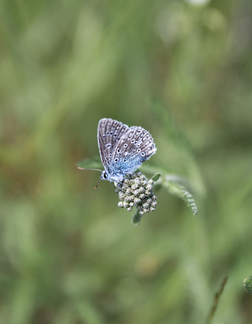 Common blue butterfly