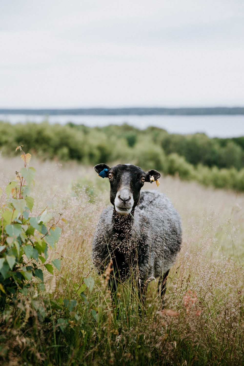 Hiking in Skåne: Hovdala nature area