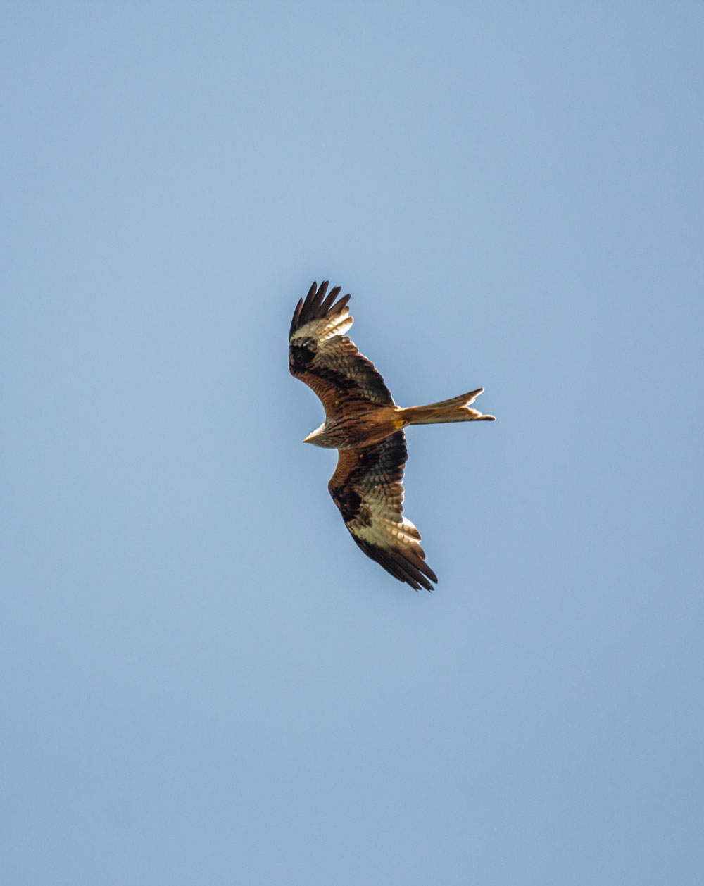 Red kite in Skåne / Ivösjön