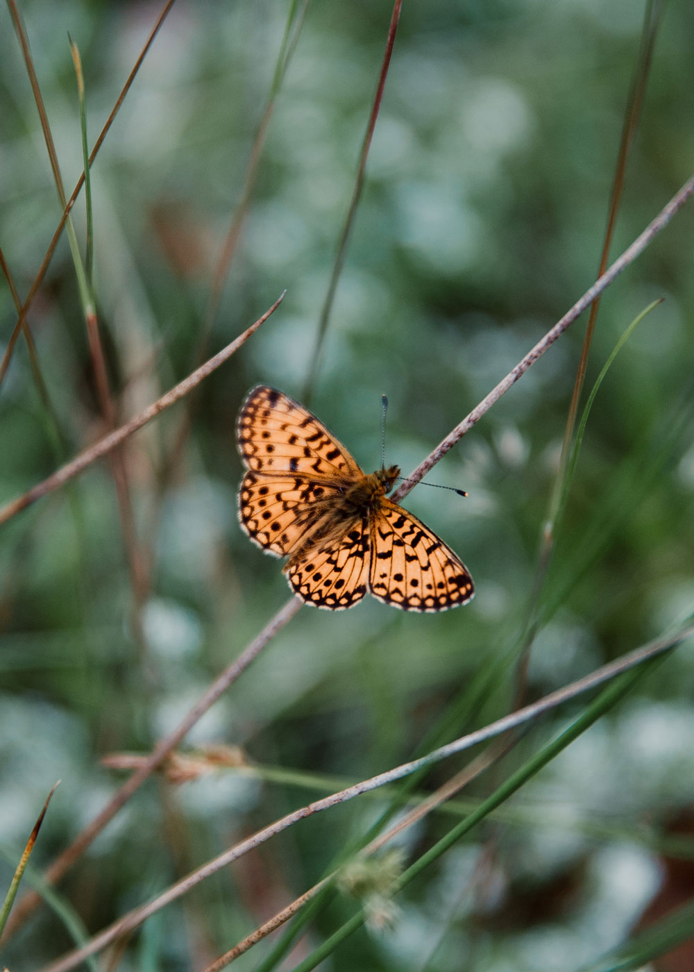 Hiking in Skåne: Hovdala nature area