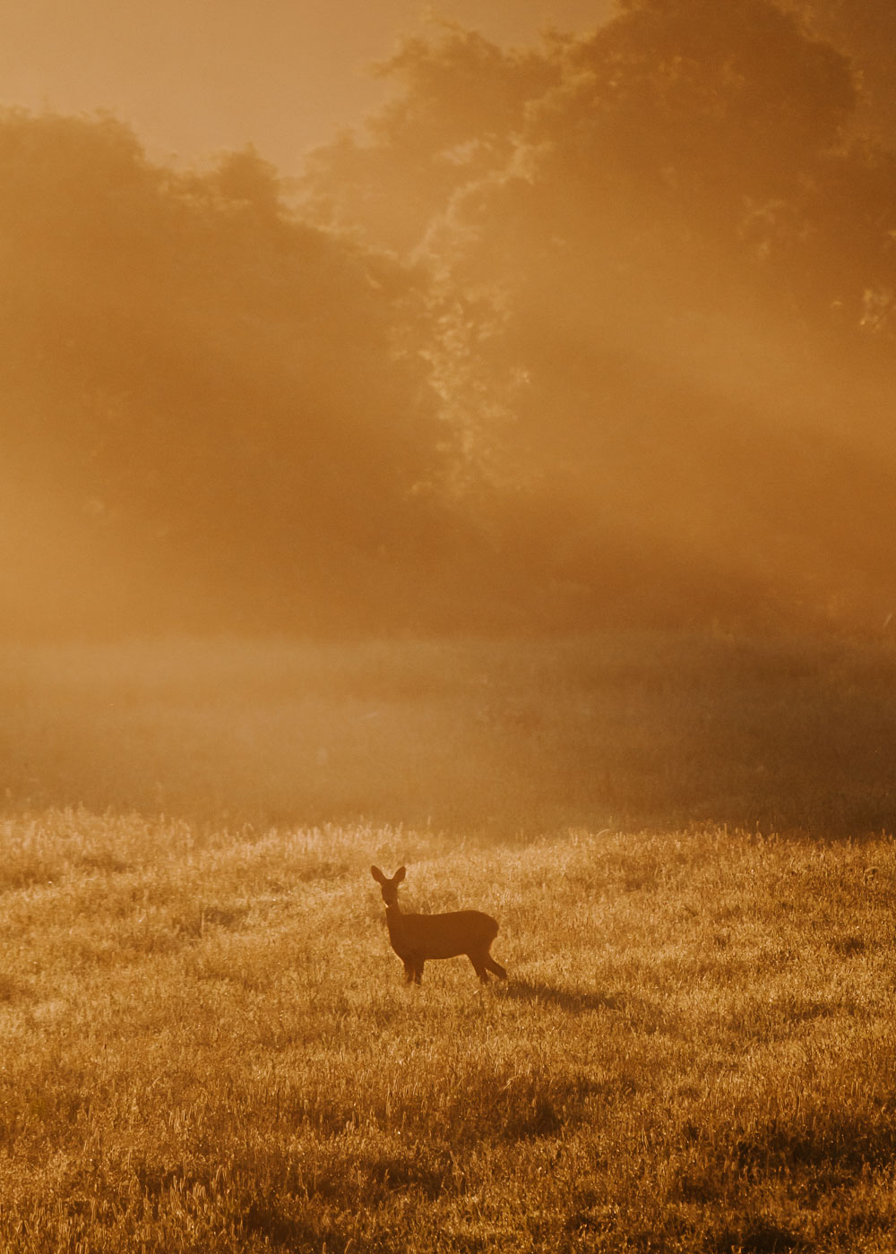 Roe deer in the morning sun 