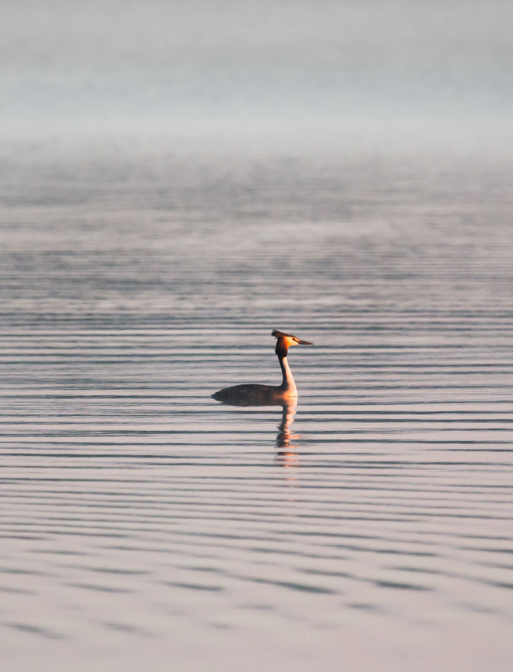 Great crested grebe